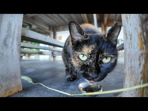 いつも逃げるサビ猫がちゅーるに釣られて恐る恐る出てきた！かわいすぎる瞬間(YouTube)