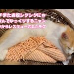 アタチまたお腹シクシクニャン  お薬飲んでゆっくりするんにゃ   泥の中からレスキューされたモグ   2025 08 20 2(YouTube)