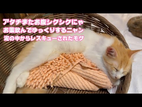 アタチまたお腹シクシクニャン  お薬飲んでゆっくりするんにゃ   泥の中からレスキューされたモグ   2025 08 20 2(YouTube)