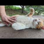 草むらからノシノシと出てきて喉をゴロゴロと鳴らす茶シロ猫ちゃん(YouTube)