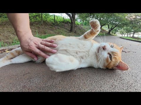 草むらからノシノシと出てきて喉をゴロゴロと鳴らす茶シロ猫ちゃん(YouTube)