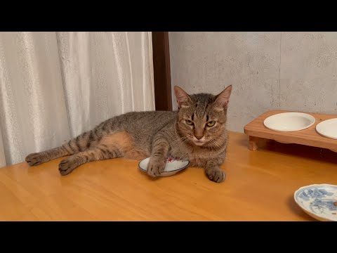 バラバラになっても好きだから一緒に居たい猫(YouTube)