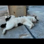 リラックスし過ぎだろ！漁港の日陰で仰向けに爆睡する猫が可愛すぎる(YouTube)