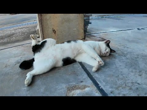 リラックスし過ぎだろ！漁港の日陰で仰向けに爆睡する猫が可愛すぎる(YouTube)