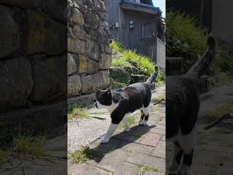 黒い鼻のハチワレ猫ちゃん付いてくる(YouTube)