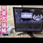 【肥満細胞腫】甲斐犬 瑞稀くん検査と治療と去勢手術(YouTube)