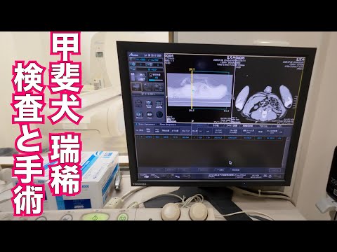 【肥満細胞腫】甲斐犬 瑞稀くん検査と治療と去勢手術(YouTube)