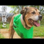 【骨肉腫と戦う保護犬】犬と共に生きる！(YouTube)
