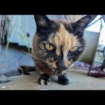 漁港の倉庫で寝ていたサビ猫ちゃん、ちゅーるを出すと起きてきた(YouTube)