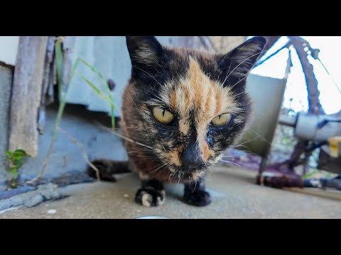 漁港の倉庫で寝ていたサビ猫ちゃん、ちゅーるを出すと起きてきた(YouTube)
