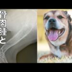 【骨肉腫と戦う保護犬】リンちゃん明日断脚手術行ってきます(YouTube)