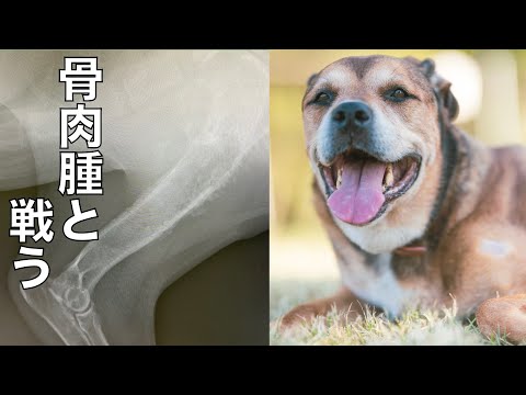 【骨肉腫と戦う保護犬】リンちゃん明日断脚手術行ってきます(YouTube)