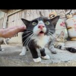 怖がりな子猫ちゃん達が先輩猫を見習って人間との触れ合いを学ぶ(YouTube)
