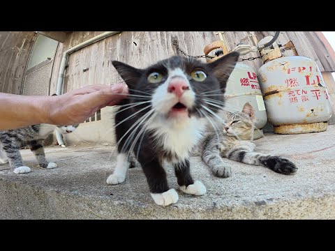 怖がりな子猫ちゃん達が先輩猫を見習って人間との触れ合いを学ぶ(YouTube)