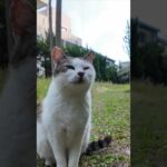 公園にいた猫ちゃんを撫でると足下にすり寄ってきてカワイイ(YouTube)
