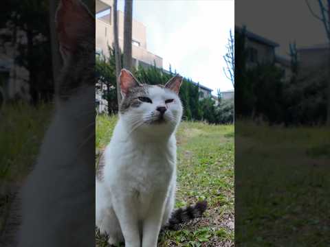公園にいた猫ちゃんを撫でると足下にすり寄ってきてカワイイ(YouTube)