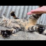 キジトラ猫が「腹は触るな！💢」と怒ってきた(YouTube)