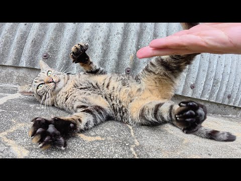 キジトラ猫が「腹は触るな！💢」と怒ってきた(YouTube)