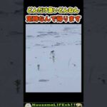 飛ぶより足が速い鳥ってどいうことw😂【おもしろ動物】 #funny(YouTube)