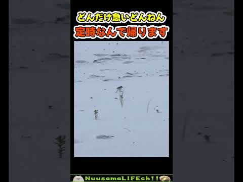 飛ぶより足が速い鳥ってどいうことw😂【おもしろ動物】 #funny(YouTube)