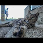 道路脇で寝ていた猫にちゅーるを出すと起きてペロペロ食べた(YouTube)