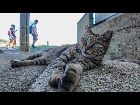 道路脇で寝ていた猫にちゅーるを出すと起きてペロペロ食べた(YouTube)