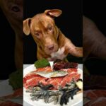 【衝撃】瞬きしたらお肉がなくなってた(YouTube)