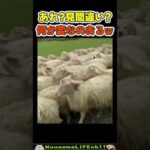 なんか一匹紛れ込んでる😂【犬】 #犬 #dog(YouTube)