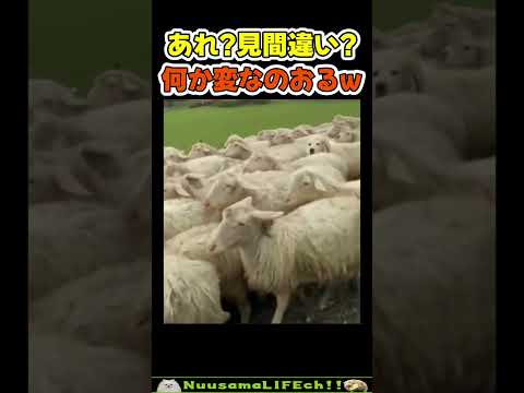 なんか一匹紛れ込んでる😂【犬】 #犬 #dog(YouTube)