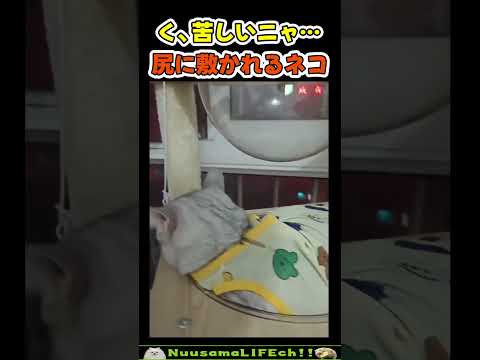 わざと上に乗ってない？w【ネコ】#猫 #cat(YouTube)