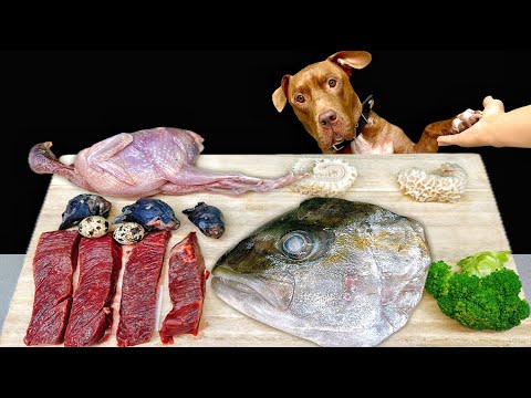 犬の咀嚼音!デカイ魚の頭をじっくり噛み砕く音がクセになる(YouTube)