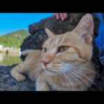 猫島で出会った猫と一緒に漁港の小さな桟橋までお散歩してきた(YouTube)