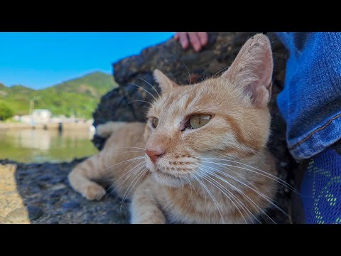 猫島で出会った猫と一緒に漁港の小さな桟橋までお散歩してきた(YouTube)