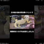 日本最大級の爬虫類イベントで理想的なトカゲをお迎えしました(YouTube)