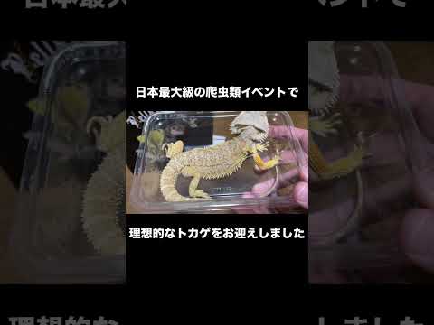 日本最大級の爬虫類イベントで理想的なトカゲをお迎えしました(YouTube)