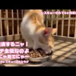 アタチTV出演するにゃん！主役なのニャ みんなにゃ見てニャ～  泥の中からレスキューされたモグ レシキューされて3ヶ月経ちました   2025 08 07 1(YouTube)