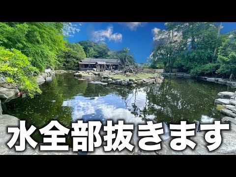 毎年恒例！今年もカピバラが住む池の水を全抜きしてみた！(YouTube)