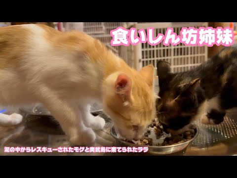 食いしん坊姉妹ニャン  泥の中からレスキューされたモグと奥武島で遺棄されたララ   2025 08 19 1(YouTube)
