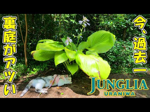今年オープンしたばかりのジャングリア裏庭🌴🌴わが家の猫達が超絶行きたがるその全貌を紹介します🌴🐈🌴🌴(YouTube)