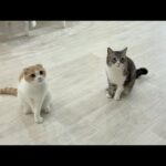 飼い主の人間ドックで丸一日お留守番することを告げられた猫たちがこうなっちゃいました…(YouTube)
