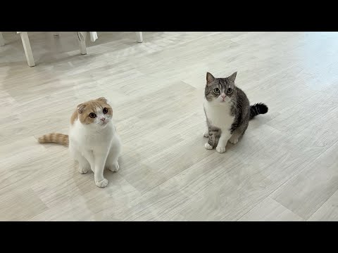 飼い主の人間ドックで丸一日お留守番することを告げられた猫たちがこうなっちゃいました…(YouTube)