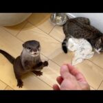 カワウソと子猫のジャーキー争奪戦！ Otter and kitten battle for jerky!(YouTube)