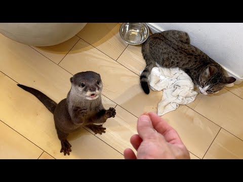 カワウソと子猫のジャーキー争奪戦！ Otter and kitten battle for jerky!(YouTube)
