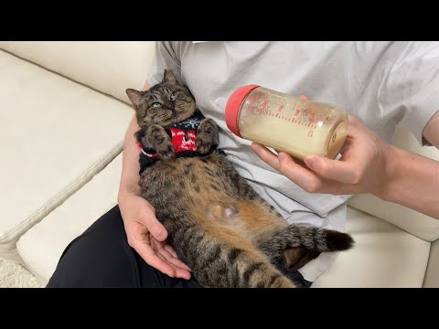 怪我してた猫を家に連れて帰ってミルクあげたら赤ちゃん化してこうなっちゃいました…笑(YouTube)