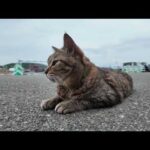 【今週のボツ動画】今週撮った未公開猫動画まとめて公開-unreleased video of this week-2025/8/2w(YouTube)