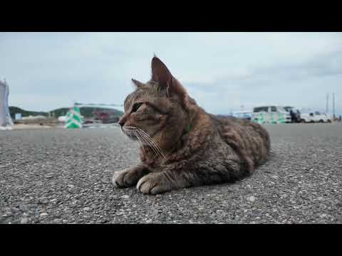 【今週のボツ動画】今週撮った未公開猫動画まとめて公開-unreleased video of this week-2025/8/2w(YouTube)