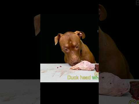 閲覧注意！アヒルの頭をうまそうに食べるピットブルの咀嚼音(YouTube)