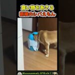 新種のシバえもんを発見😂【ドラ犬】 #犬(YouTube)
