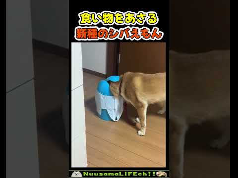 新種のシバえもんを発見😂【ドラ犬】 #犬(YouTube)