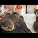 カワウソの隣に来て寝始めた子猫 A kitten that came and started sleeping next to the otter.(YouTube)